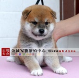 纯种日本柴犬赤色幼犬狗狗出售小型犬宠物狗适合家养保证健康74