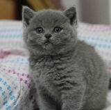 【缘思堂】南京纯种英国短毛蓝猫宠物猫活体幼崽小猫家庭繁殖定金