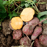 上海崇明 农家自种有机蔬菜 红薯 山芋 现挖2斤装