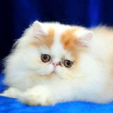五星旗猫舍 纯种宠物CFA注册赛级异国短毛猫/加菲猫 红白弟弟