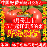东北新鲜西红柿番茄500g有机蔬菜农家自然熟配送同城全国五斤包邮
