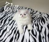 TIWNS私房猫--CFA血统纯种猫 加菲猫波斯猫 异国长毛纯白母找新家