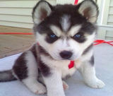 西伯利亚雪橇犬狗狗双血统黑眼睛三把火双蓝眼纯种哈士奇幼犬