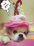 萌爆！生日蛋糕帽 穿戴可爱萌宠物 狗狗猫咪通用变身帽