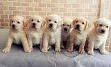出售纯种拉布拉多幼犬宠物狗狗 导盲犬可爱健康纯正血统可挑选