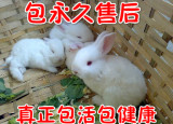 最后3天特价 活体小白兔宝宝/宠物兔/垂耳兔/荷兰兔/家兔公主兔