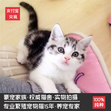 猫舍出售美国短毛猫 家养 纯种银虎斑加白起司猫 美短加白宠物猫