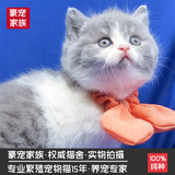 猫舍出售 英国短毛猫  宠物猫 英短银渐层   英短蓝猫  蓝白 幼猫