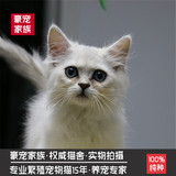 纯种活体宠物 银白色大眼金吉拉 银渐层色幼猫 长毛幼猫 包邮