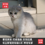 宠物活体小猫咪纯种 苏格兰折耳猫/蓝白/蓝猫/银渐层 家养 幼猫