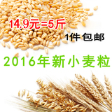 2016年伏牛山新小麦粒带皮小麦五谷杂粮 农家小麦草种子麦子5斤装