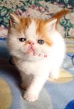 智慧名猫馆美国权威注册猫舍加菲猫短毛幼猫活体精品红梵妹妹出售