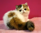 【靓梵名猫】美国CFA注册猫舍 异国短毛猫 加菲猫 宠物猫 波斯猫