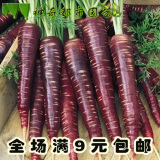 进口紫黑色胡萝卜种子抗氧化的紫人参抗老四季盆栽蔬菜种子春季种
