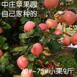 新鲜苹果水果山东沂源红富士农家产地直供70#小果9斤包邮18省