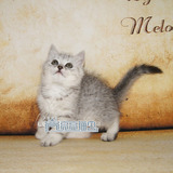 银渐层纯种英短蓝猫 英国短毛猫 幼猫 英短宠物猫 活体包邮