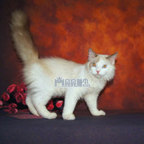 布偶猫宠物猫纯种布偶猫幼猫纯种活体布偶猫纯种海豹色