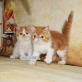出售 加菲猫宠物加菲猫幼猫纯种异国短毛猫活体包养活