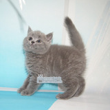 出售蓝猫英短幼猫宠物猫短毛猫英短纯种银渐层保证健康