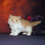 纯种波斯猫纯种波斯猫幼猫 宠物猫黄白是色加菲猫包邮