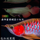 印尼纯种绿皮辣椒超血红龙鱼活体鱼观赏鱼热带鱼幼龙鱼苗红金龙鱼