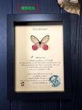 中国辽宁蔷薇昆虫部落自然雨林昆虫标本装饰公司欧式画框蝴蝶标本