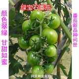 进口绿宝石番茄种子 西红柿种子 颜色翠绿甘甜如蜜 番茄新品种