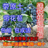 包邮原土发货蓝莓苗 蓝莓树苗蓝莓盆栽苗蓝莓结果苗南方北方品种