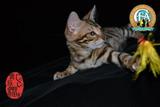 孟加拉豹猫幼猫金豹豹点弟弟活体包健康100%实物拍摄支持视频公猫