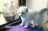 【YAMI MIAO猫舍】海豹双色布偶猫妹妹\幼猫宠物活体\带CFA繁育权