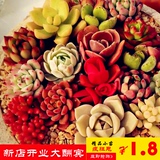 多肉植物吉娃娃红爪1.8套餐韩国进口室内防辐射净化空气绿植花卉