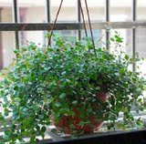 四季常青植物千叶草千叶吊兰盆栽清除室内甲醛 净化空气阳台盆栽