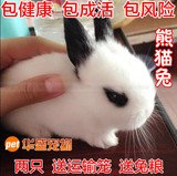 宠物兔宝宝 极品迷你公主兔 熊猫兔 小白兔 活体宠物兔子 包活