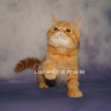 出售加菲猫宠物加菲猫幼猫纯种加菲猫宠物猫活体加菲猫