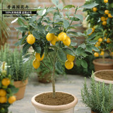 嫁接柠檬苗果树 盆栽带果台湾香水苗柠檬树苗四季结果包成活