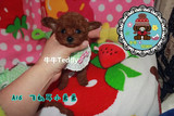 牛牛泰迪出售飞耳茶杯玩具纯种红贵宾红泰迪犬幼犬宠物犬狗狗