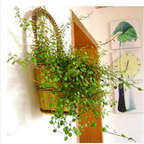 客厅卧室吸甲醛植物盆栽千叶吊兰室内花卉盆景垂吊绿植水培植物