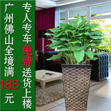 广州佛山万年青盆栽室内客厅大型盆景植物绿植花卉净化空气吸甲醛