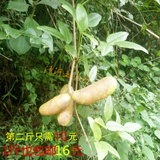 八月炸【1斤包邮】深山纯野生土香蕉天然新鲜孕妇水果八月瓜