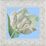 法国正品DMC十字绣套件专卖 花卉花草欧式 白色郁金香 浅蓝亮丝布