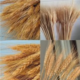 干花大麦/天然小麦/大麦穗|麦穗/真正的麦子/杂粮/装饰拍摄道具