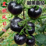 黑旋风 黑番茄种子水果番茄 四季黑西红柿品种 高端基地黑骑士H-3