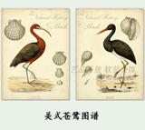 美式花鸟图谱苍鹭装饰画画心乡村无框画芯卡纸画热带鸟类动物