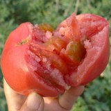 农家自产 新鲜 西红柿番茄 北京有机蔬菜配送 自然成熟 满20包邮