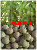 一元哥早熟毛豆种子菜用大豆黄豆青豆种菜蔬菜蔬果种子籽250克