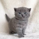 宠物猫 活体 英国短毛猫 英短蓝猫 幼猫纯种包子脸保健康