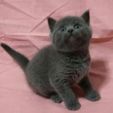 宠物猫英国短毛猫 英短折耳猫 蓝猫幼猫 活体萌宠小猫出售