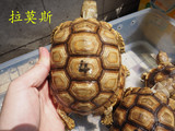 苏卡达 宠物龟活体 陆龟活体 素食龟 水龟 观赏龟 吃菜龟，模型