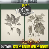素色精修调色版植物高清图集现代黑白装饰画图片花卉素材 ZS025