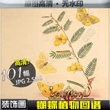 蝴蝶植物图谱 欧美植物花卉图片高清新田园画芯素材临摹资料ZS011